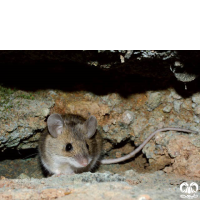 گونه موش صحرایی شیرازی Steppe Field Mouse  